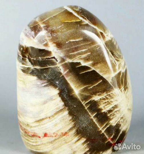 Окаменелая древесина «ксилолит» минерал