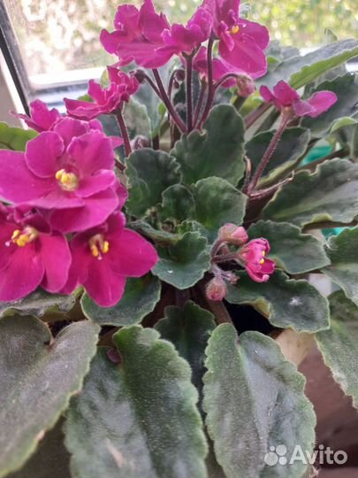 Сортовые фиалки листики