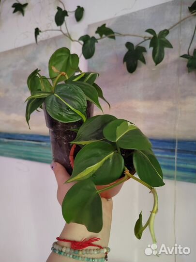 Филодендроны, сциндапсусы