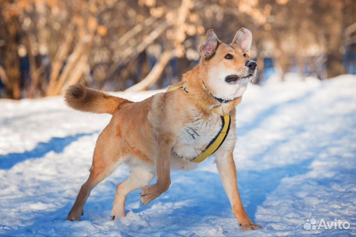 Собака в добрые руки