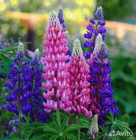 Люпины в ассортименте