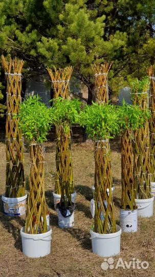Плетеная ива пальма