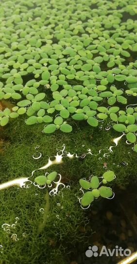 Гуппи Эндлера