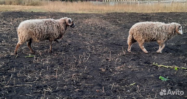 Продажа баранов