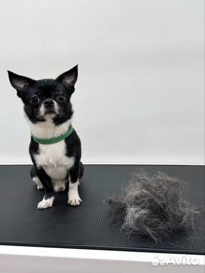 Услуги грумера: экспресс линька собак