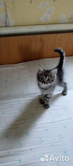 Кошка в дар бесплатно