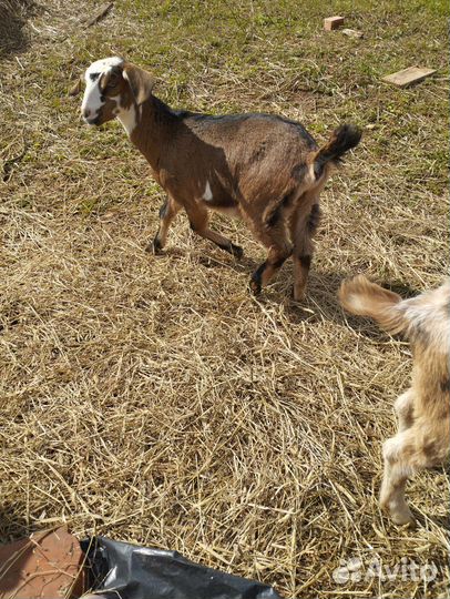 Англо нубийские козочки (даром)