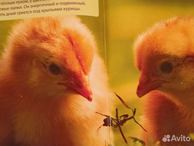 Моя веселая азбука