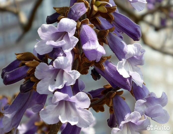 Дерево Павловния