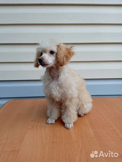 Пудель миниатюра