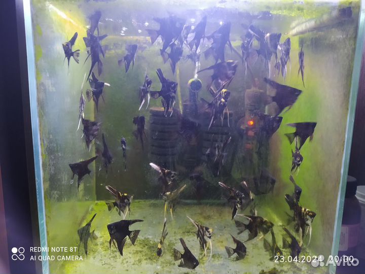 Мальки Скалярий