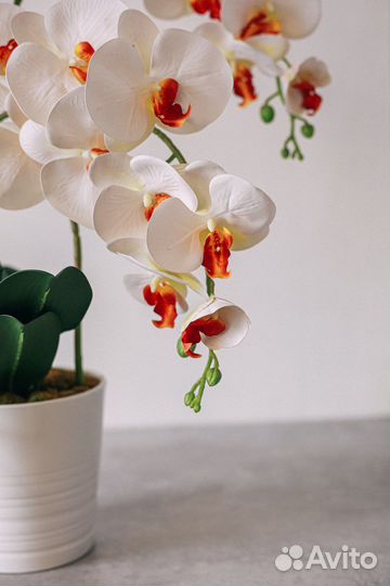 Орхидея дендробиум