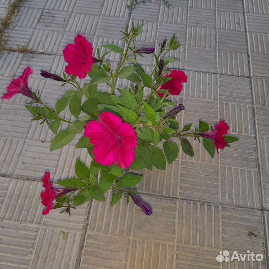 Рассада петунии тайдал