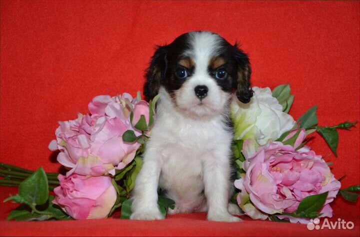Щенки кавалер кинг чарльз спаниель