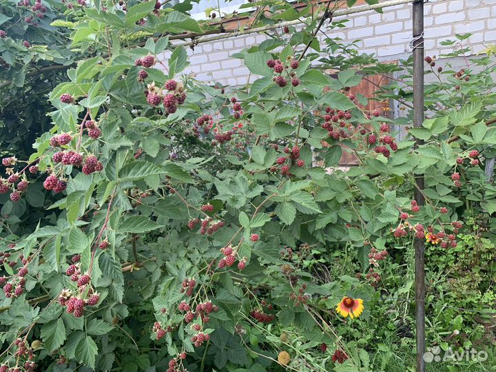 Продам саженцы ежемалины колерованной