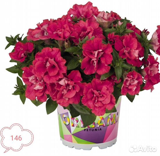 Черенки вегетативной петунии