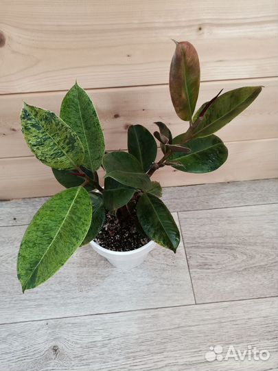 Фикус Шривериана