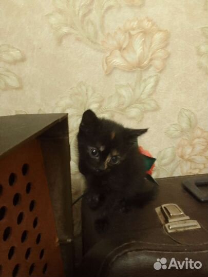 Раздаю котят необычной окраски бесплатно