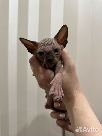 Канадский сфинкс котенок