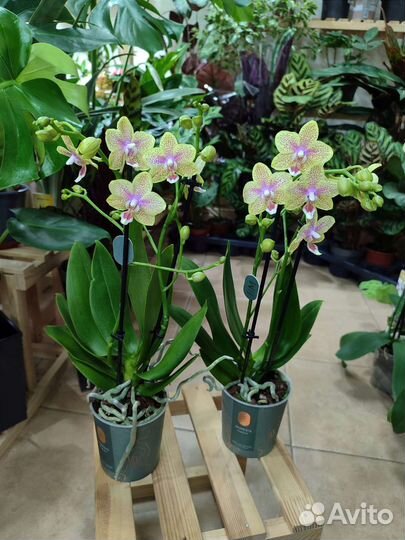 Ароматная орхидея мультифлора
