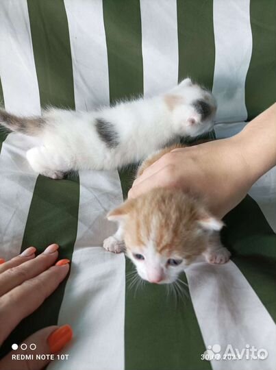 Кошки в добрые руки бесплатно