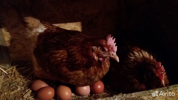 Домашние куриные яйца