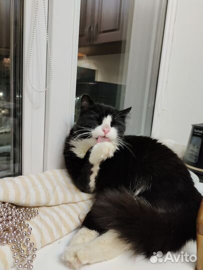 Котик ищет дом