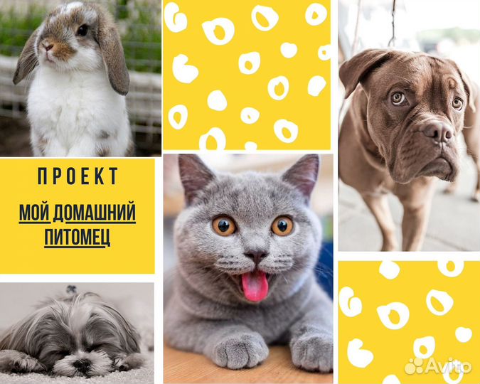 Итоговые индивидуальные проекты