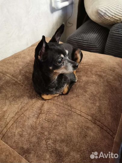 Передержка собак и кошек