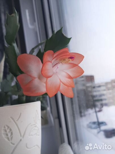 Декабрист шлюмбергера персиковый (черенки)