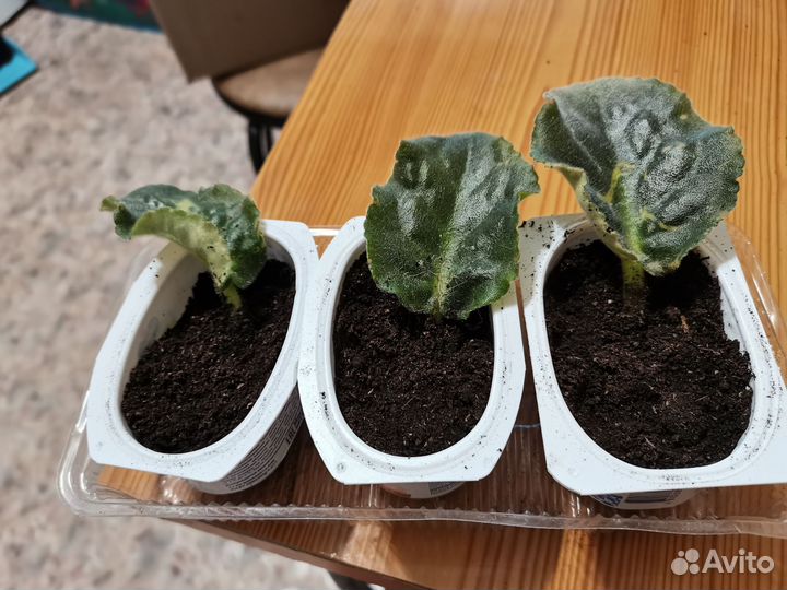 Фиалка Букет Невесты