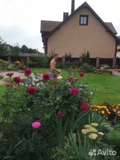 Георгина - королева Сада (цветы)