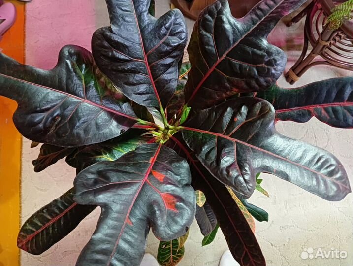 Кротон кодиеум