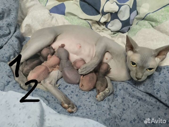 Канадский сфинкс котята