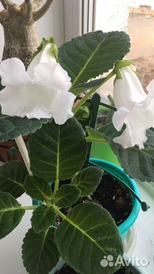 Глоксиния свежесрезаные листочки