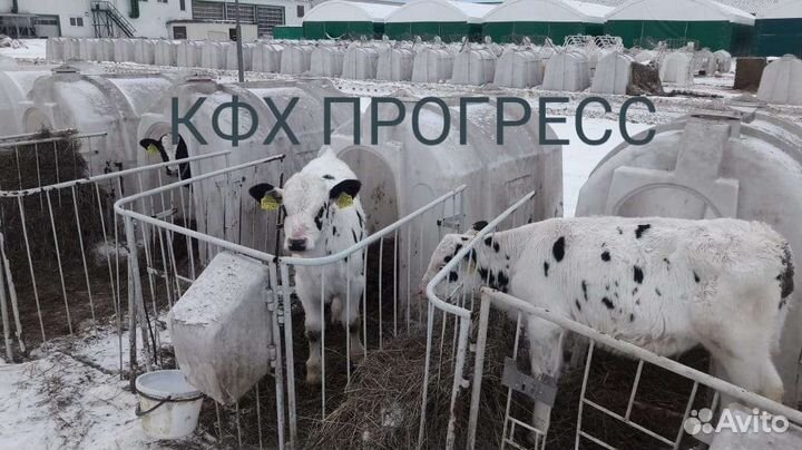 Бычки и телята