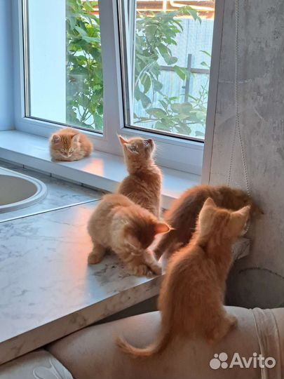 Домашние животные котята