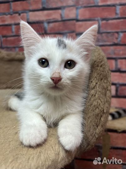 Малышка Стеша 2,5 мес