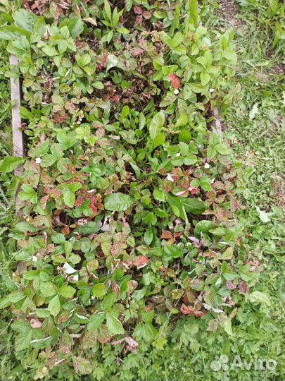 Земляника ремонтантная кустики