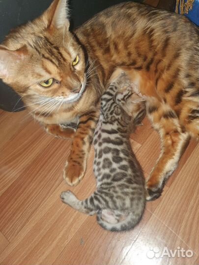 Бенгальские котята