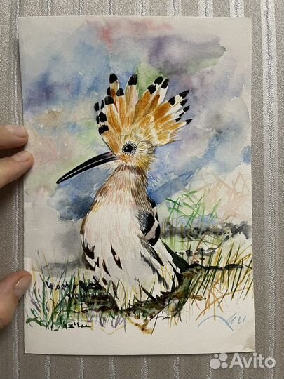 Картина акварелью «Удод»