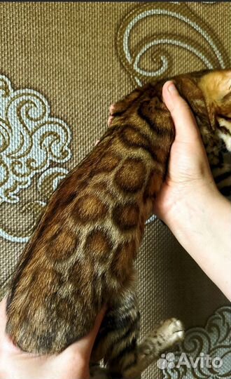 Бенгальские котята