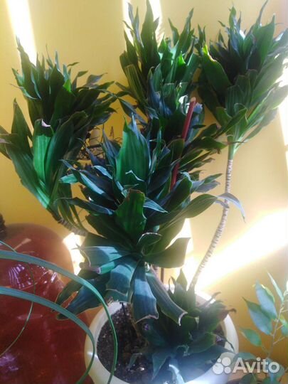 Комнатные растения