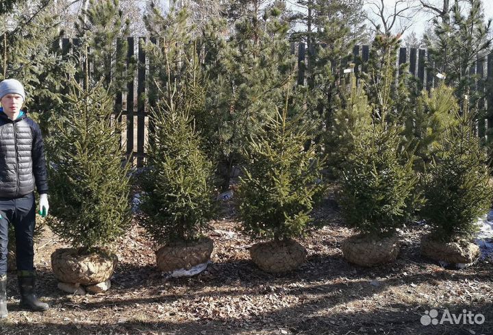Саженцы сибирской ели экстра класс