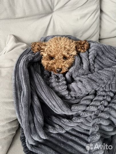 Фотосессия с собакой мальтипу