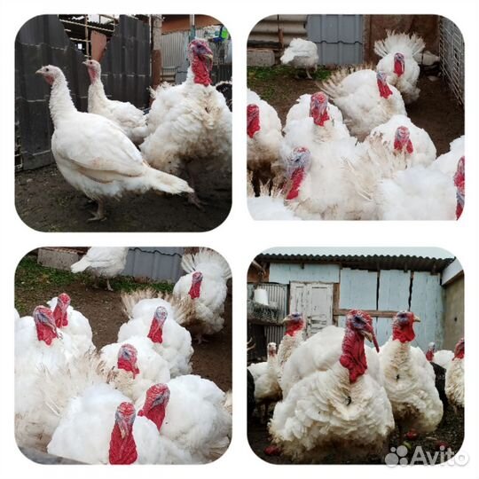 Индюки домашние