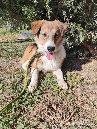 Собака в добрые руки