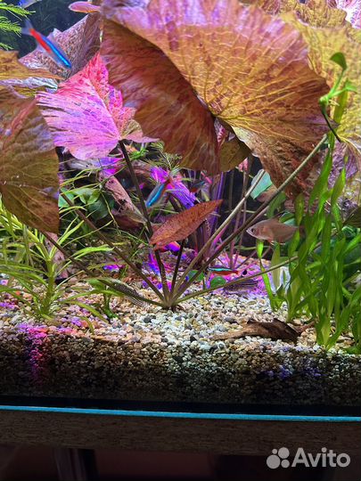 Рыбки и растения