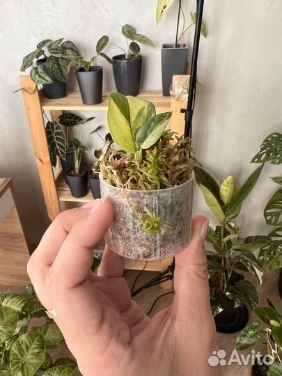 Рафидофора тетрасперма вариегатная