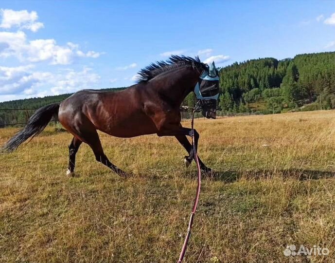 Жеребец на продажу